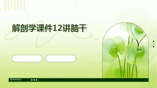 解剖学课件12讲脑干