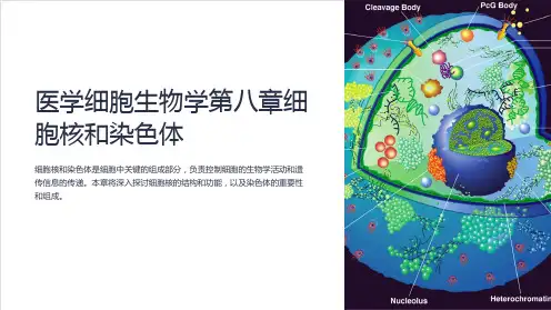 医学细胞生物学第八章细胞核和染色体