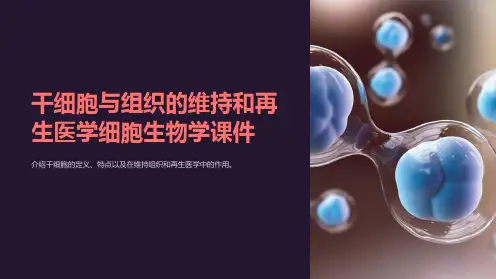 干细胞与组织的维持和再生医学细胞生物学课件