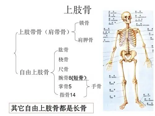 上肢骨下肢骨新大纲
