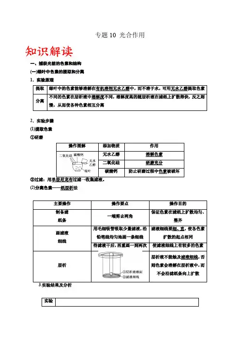 专题10 光合作用(解析版)