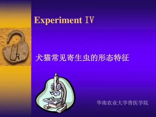 Experiment IV犬猫(2016)