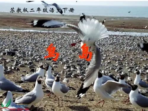 《鸟岛》PPT课件