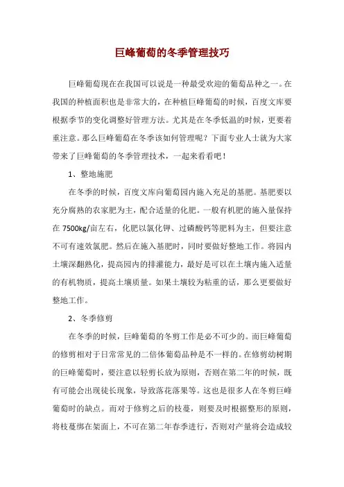巨峰葡萄的冬季管理技巧
