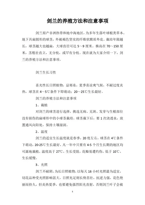 剑兰的养殖方法和注意事项