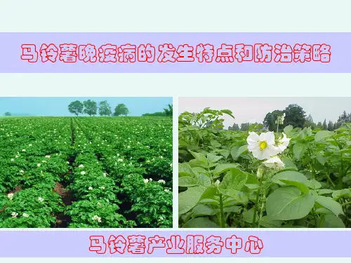 马铃薯晚疫病详细介绍(最全介绍)