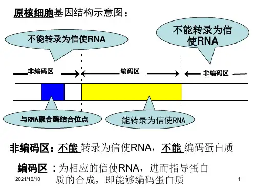 真核原核细胞基因结构示意图