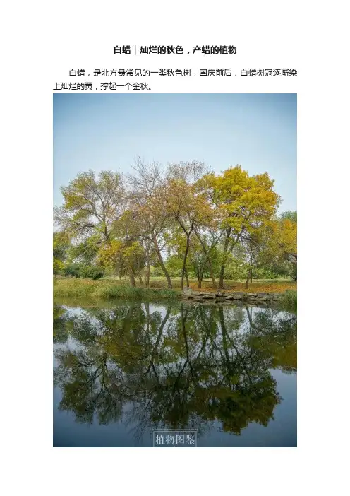白蜡｜灿烂的秋色，产蜡的植物