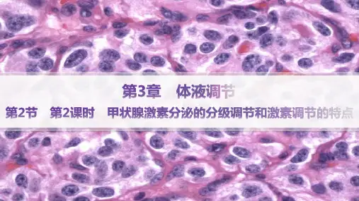 人教版高中生物学选择性必修1稳态与调节精品课件 第3章 甲状腺激素分泌的分级调节和激素调节的特点