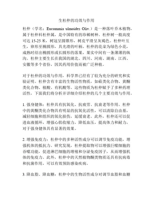 生杜仲的功效与作用