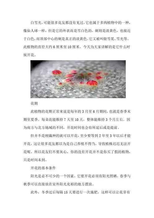 白雪光什么时候开花