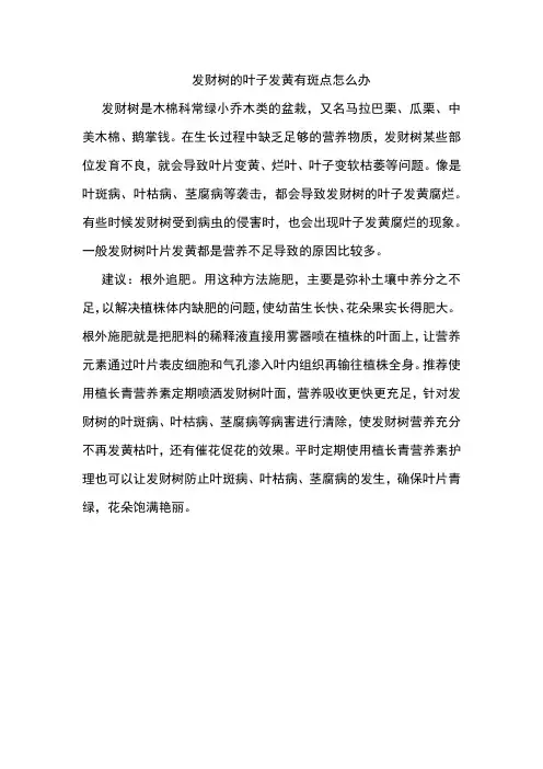 发财树的叶子发黄有斑点怎么办
