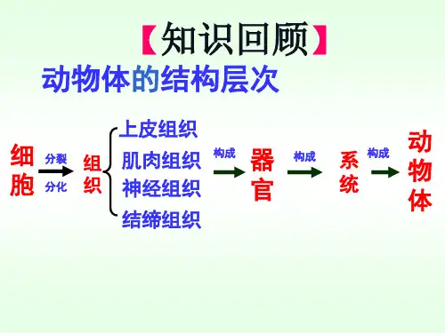 第三节  植物体的结构层次-课件ppt