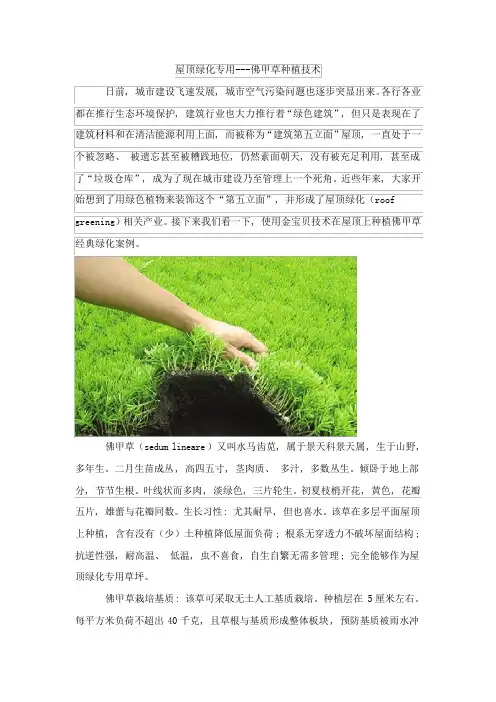 屋顶绿化专用佛甲草种植技术