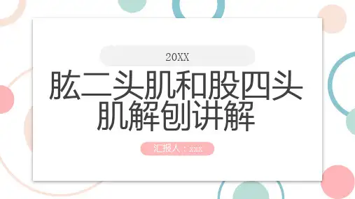 肱二头肌和股四头肌解刨讲解