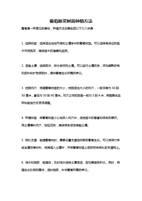 葡萄新买树苗种植方法