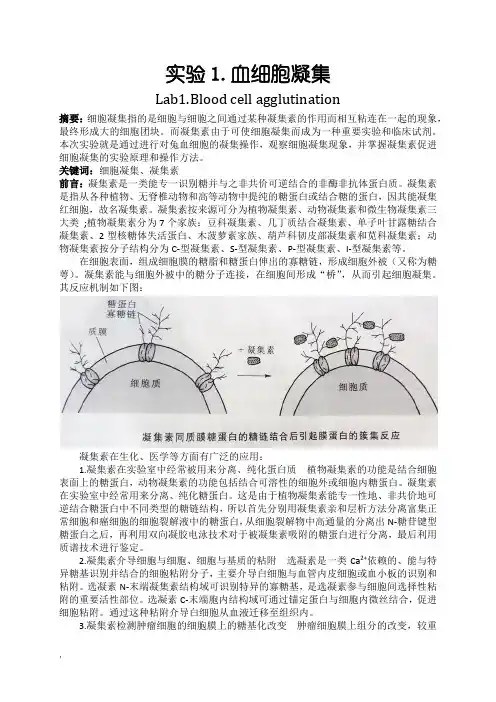 细胞凝集胞实验报告