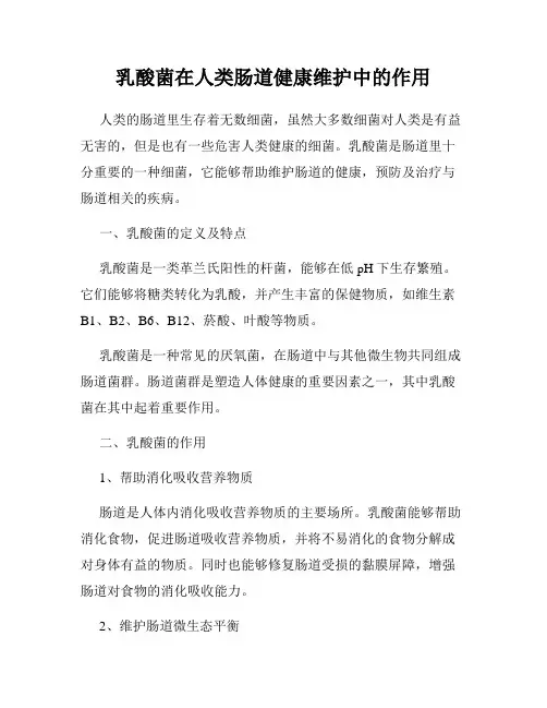 乳酸菌在人类肠道健康维护中的作用
