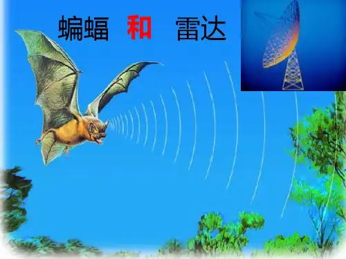 蝙蝠和雷达2