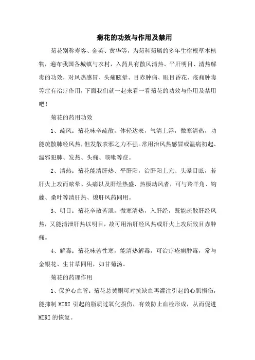 菊花的功效与作用及禁用