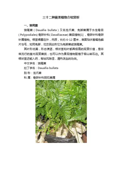三十二种蕨类植物介绍赏析