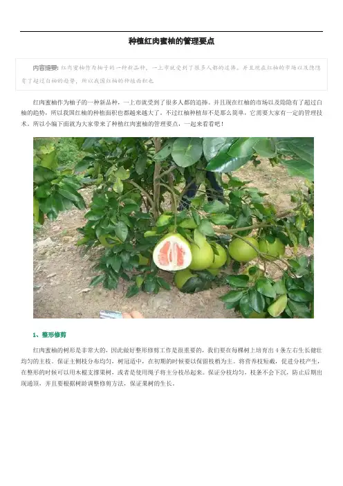 种植红肉蜜柚的管理要点