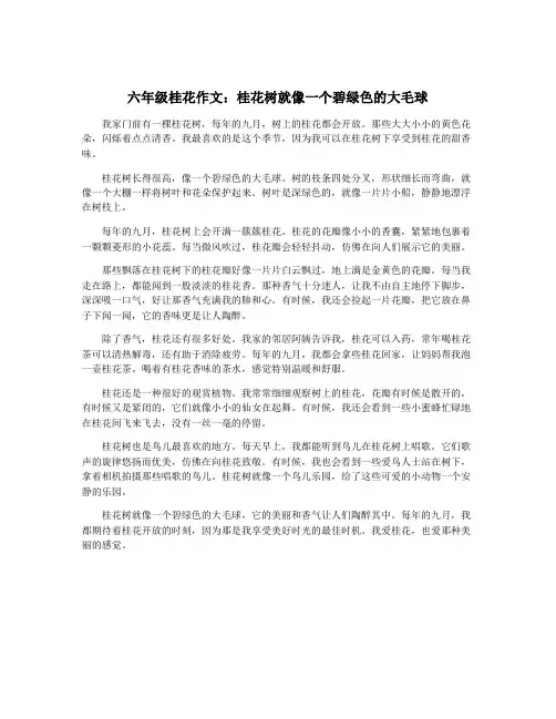 六年级桂花作文：桂花树就像一个碧绿色的大毛球