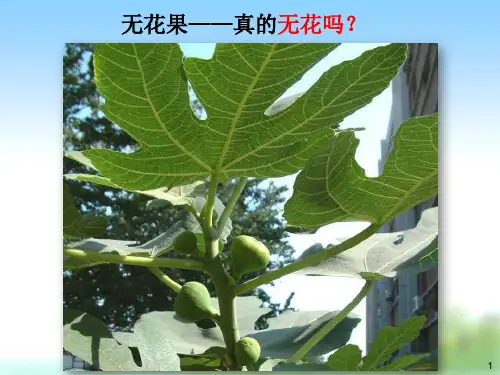 药用植物学课件 1-2绪论、细胞