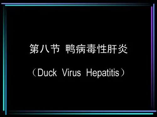 鸭病毒性肝炎