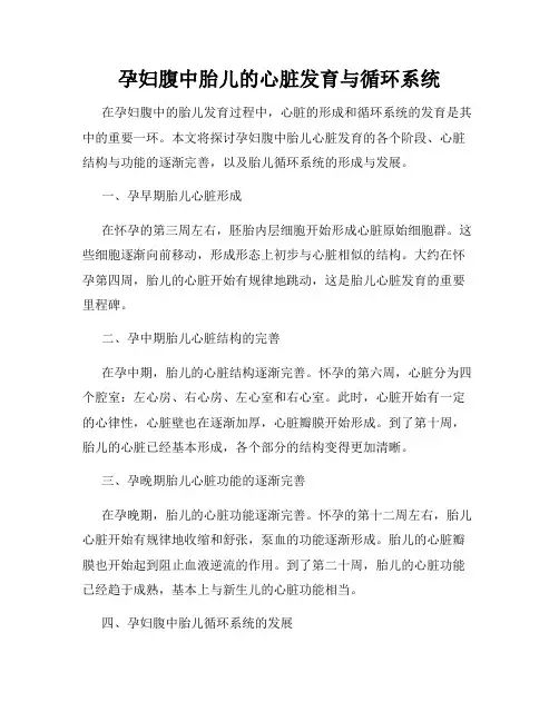 孕妇腹中胎儿的心脏发育与循环系统