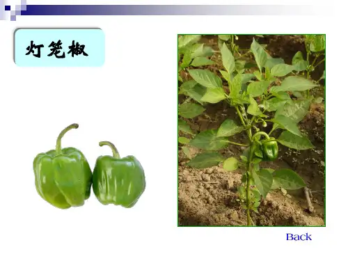 辣椒简介及其高产栽培技术课件
