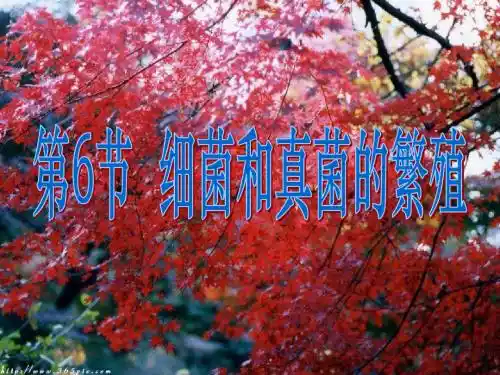 细菌和真菌的繁殖