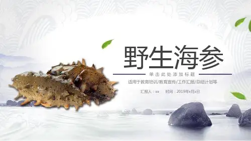 简约野生海参主题PPT模板