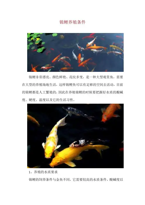 锦鲤养殖条件