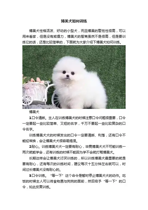 博美犬如何训练