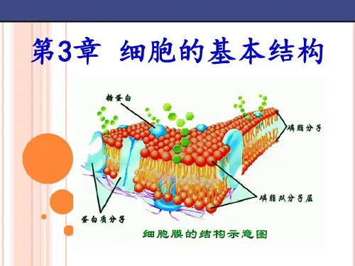 人教版高一生物必修一细胞膜的制备微格课件