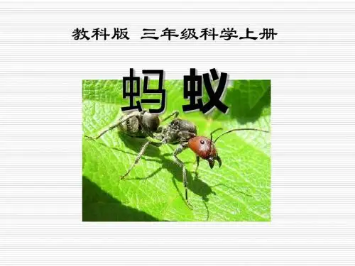 《蚂蚁》动物PPT课件 (共17张PPT)