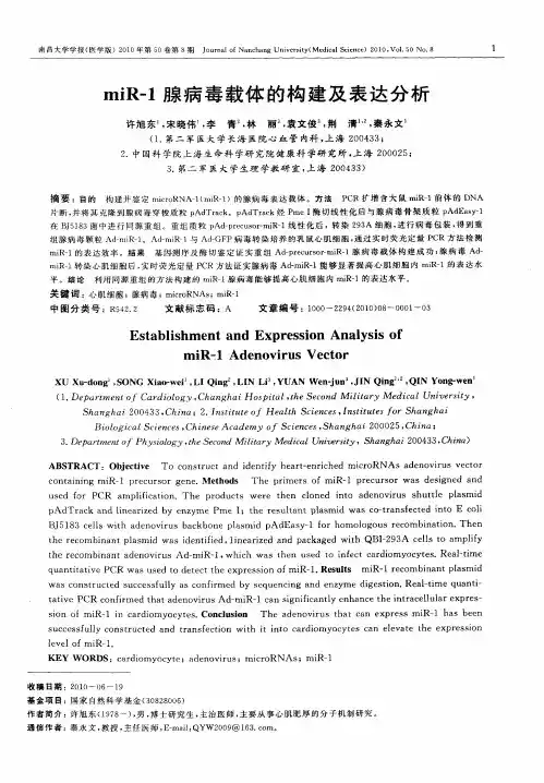 miR-1腺病毒载体的构建及表达分析