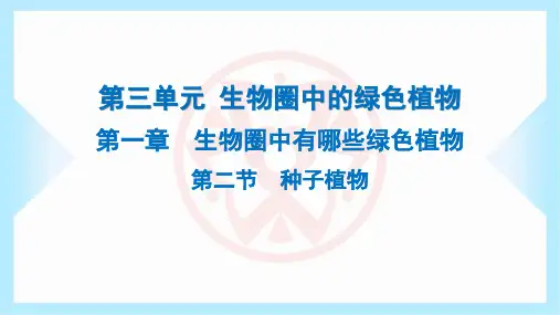 2023年人教版七年级上册生物第三单元生物圈中的绿色植物第一章生物圈中有哪些绿色植物第二节种子植物