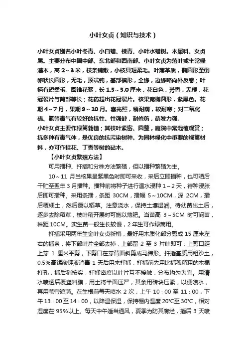 小叶女贞（知识与技术）