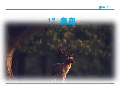 六年级上册语文课件-17 麋鹿 苏教版(共25张PPT)