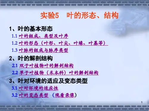 实验叶的形态与结构