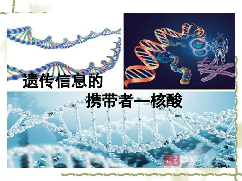 人教版高一生物必修一：2.3《遗传信息的携带者——核酸》 课件(共29张PPT)