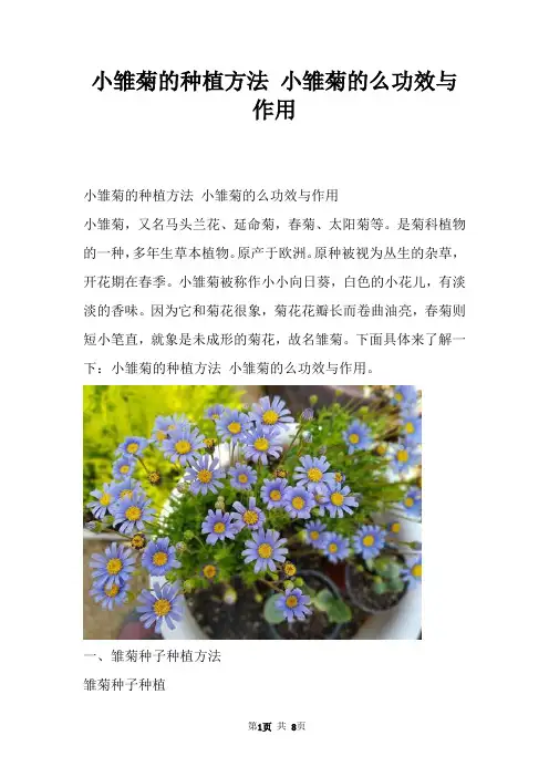 小雏菊的种植方法 小雏菊的么功效与作用