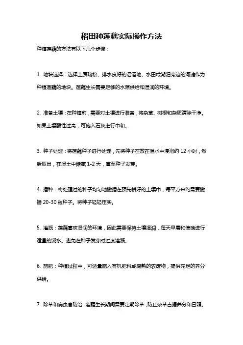 稻田种莲藕实际操作方法