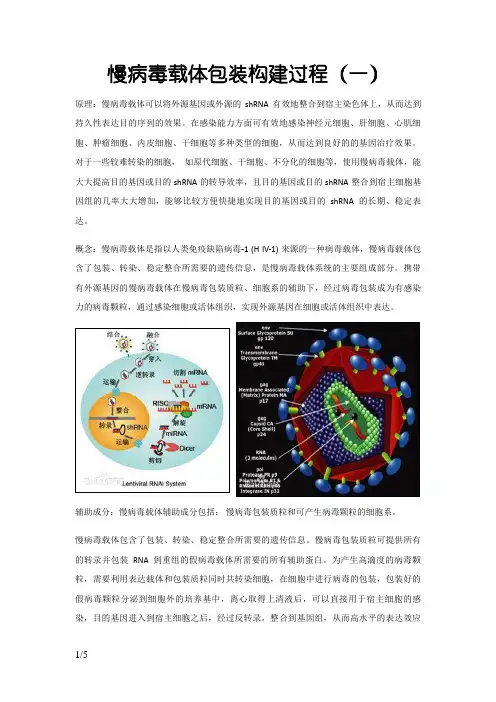 慢病毒载体包装构建过程