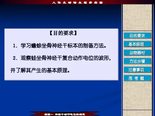 神经干实验