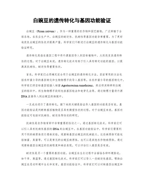 白豌豆的遗传转化与基因功能验证
