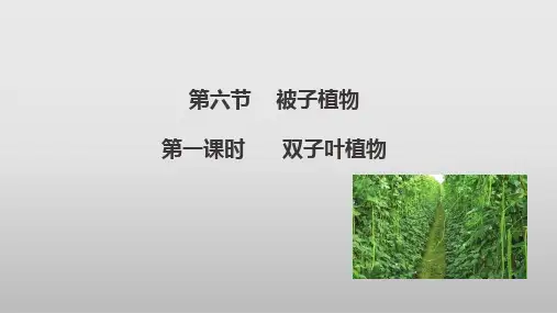 冀教版生物七年级上册被子植物第1课时课件