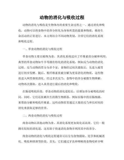 动物的消化与吸收过程